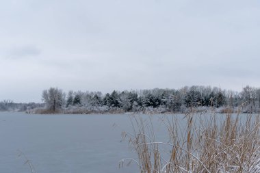 Buzlu nehirde çam ağaçları ve yapraksız yaprak döken bir kış adası. Karla kaplı kasvetli gökyüzü manzarası. Her zaman yeşil olan bitkilerle beyaz karla kaplı suyun güzel doğa karışımı..