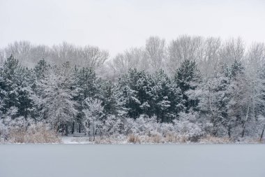Buzlu nehirde çam ağaçları ve yapraksız yaprak döken bir kış adası. Karla kaplı kasvetli gökyüzü manzarası. Her zaman yeşil olan bitkilerle beyaz karla kaplı suyun güzel doğa karışımı..