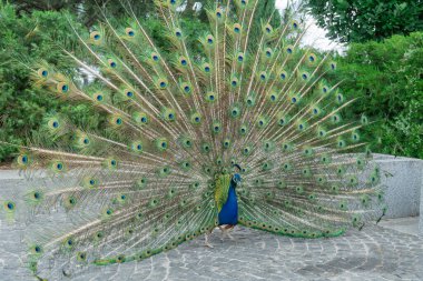 Tüylü güzel tavus kuşunun portresi. Fayianidae familyasından kuş pavosu renkli tüylerini sergiliyor. Galliformes arasında gür ve yelpaze şeklinde bir kuyruk. Parlak tüylü evcil hayvan..