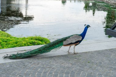 Güzel tavus kuşunun portre kuşu, yakından tüylü. Phasianidae familyasından Pavo renkli tüylerini sergiliyor. Galliformes arasında gür ve yelpaze şeklinde bir kuyruk. Parlak tüylü evcil hayvan..