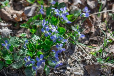 İlkbaharda ormanlık alanda küçük bir menekşe çiçeği açar. İlkbahar mevsiminde çiçek açan ve kokan bir aile kokulu viyola çiçeği. Çetin otçul uzun ömürlü büyüme vahşi bir nonoştur..