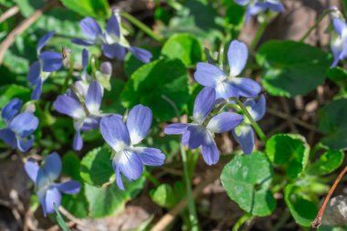 İlkbaharda ormanlık alanda küçük bir menekşe çiçeği açar. İlkbahar mevsiminde çiçek açan ve kokan bir aile kokulu viyola çiçeği. Çetin otçul uzun ömürlü büyüme vahşi bir nonoştur..