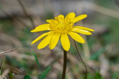 Sarı daha az celandin çiçekleri ilkbaharda açılır. Küçük floret verna otlakta yetişen bitkisel bitkidir. Yaban hayatında Bahar Çiçeği Ranunculus. Yaban Çiçeği.
