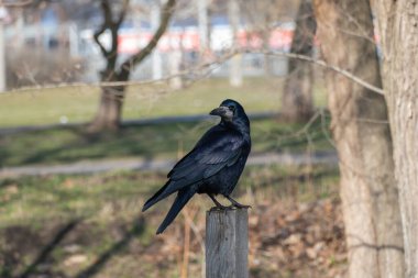 Kuş kalesi, ilkbaharın başında şehir parkında tüneyip bakıyor. Siyah tüylü ve gagalı bir karga. Corvus frugilegus, Corvus cinsinin bir türüdür. Yoldan geçen vahşi kuş hayvanlarının Avrasyalı dostu.