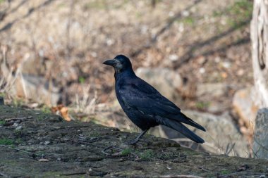 Kuş kalesi, ilkbaharın başında şehir parkında tüneyip bakıyor. Siyah tüylü ve gagalı bir karga. Corvus frugilegus, Corvus cinsinin bir türüdür. Yoldan geçen vahşi kuş hayvanlarının Avrasyalı dostu.