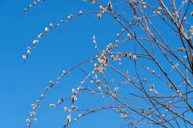 Tree-like shrub branch salix caprea or rakita blooms. Fluffy catkins of pussy willow growth on blue sky background. Nature awakes in spring and so called soft cats. Blooming twig goat willow.
