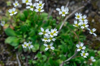 İlkbaharda draba vernasının soğuğa dirençli beyaz çiçeği. Erophila verna, sutyengiller familyasından bir bitki türüdür. Geleneksel beyaz otların her yıl yeşerdiği küçük otlar. Bahar stepleri tuzlu yerler.