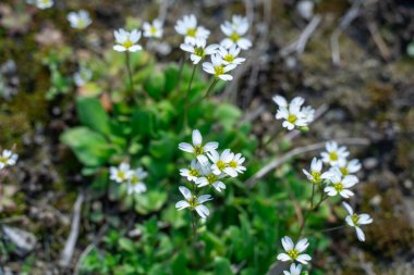 İlkbaharda draba vernasının soğuğa dirençli beyaz çiçeği. Erophila verna, sutyengiller familyasından bir bitki türüdür. Geleneksel beyaz otların her yıl yeşerdiği küçük otlar. Bahar stepleri tuzlu yerler.