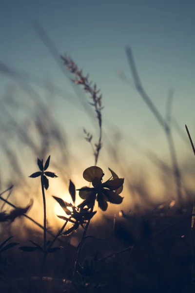 Wild flower-a hangya a naplemente. Gyönyörű természetes háttér — Stock Fotó