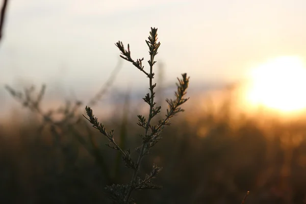 Fű mező, a naplemente. Közelről. Gyönyörű természetes háttérb — Stock Fotó
