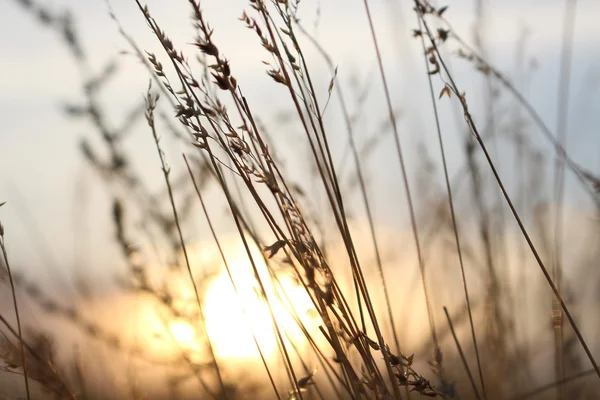 Fű mező, a naplemente. Közelről. Gyönyörű természetes háttérb — Stock Fotó