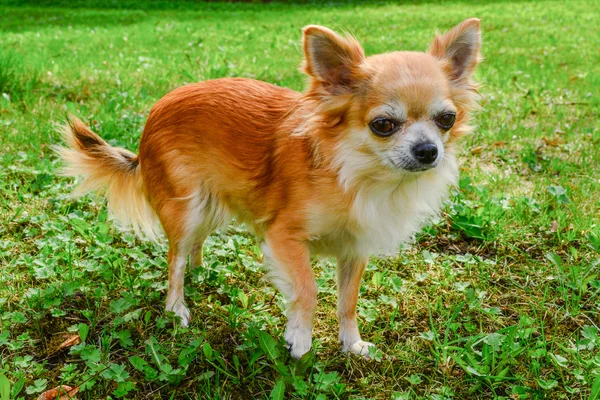 Chihuahua Honden — Stockfoto