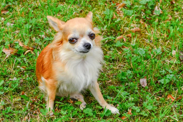 Chihuahua Honden — Stockfoto