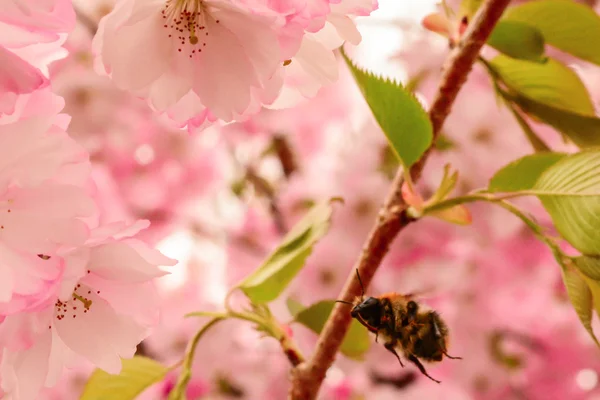 La abeja recoge el polen en la flor —  Fotos de Stock