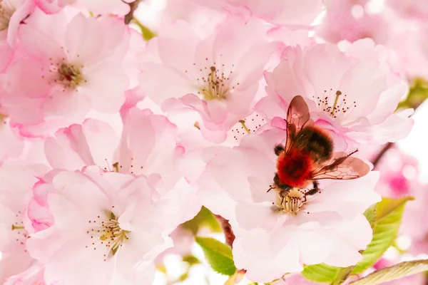 La abeja recoge el polen en la flor —  Fotos de Stock