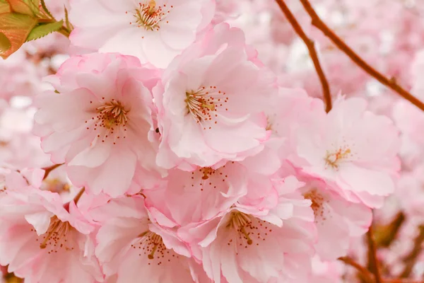 Sakura flower bloom — Stock Photo, Image