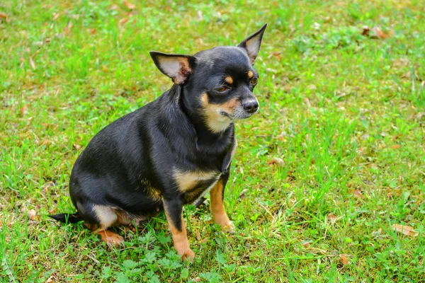 Chihuahua Honden — Stockfoto