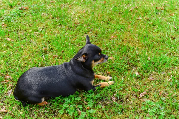 Σκυλί Chihuahua — Φωτογραφία Αρχείου