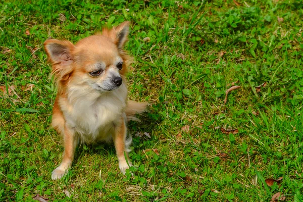 Chihuahua dog — Stock Photo, Image