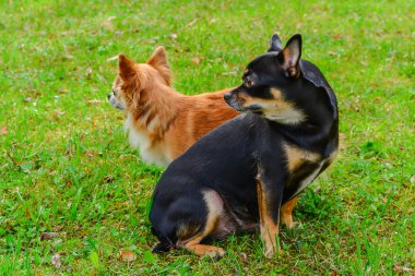 ' In bahçesinde iki chihuahuas