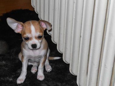 Chihuahua köpek yavrusu