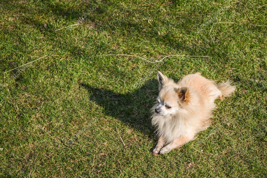 Chihuahua Pomeranian Mix Short Hair Chihuahua Dog Stock Photo