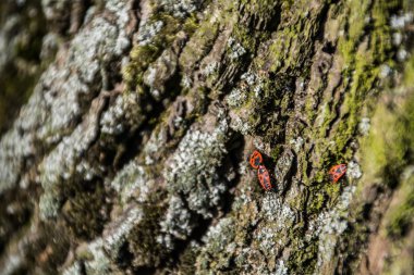 böceklerin çiftleşme