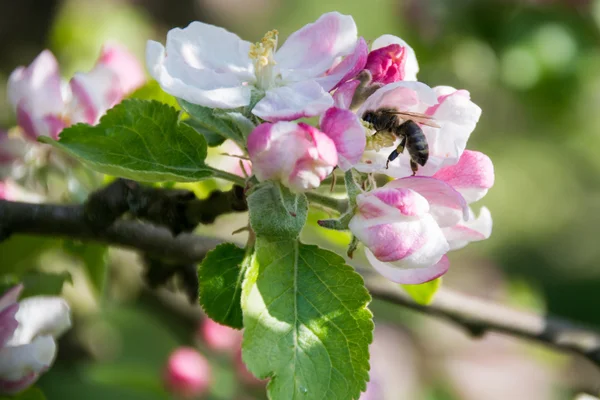 Abeja en una flor —  Fotos de Stock