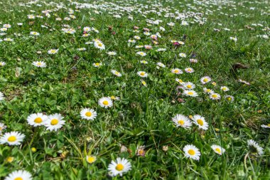 Bir çayırda papatyalar