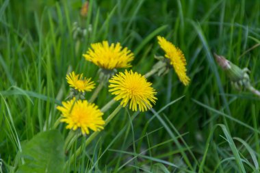 Karahindiba çiçek arı