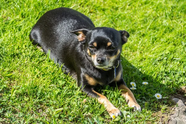 Chihuahua Honden — Stockfoto