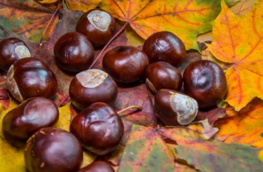 sonbahar Kestane renkli yapraklarda
