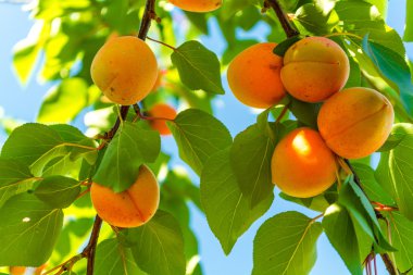 Kayısı hasat önce ağaçlarda