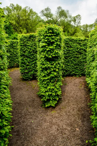 Natural maze wall of trees — Stock Photo, Image