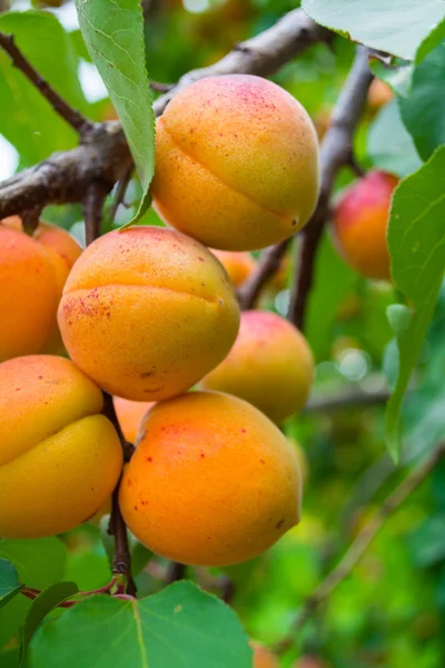 Abricots sur les arbres avant la récolte Images De Stock Libres De Droits