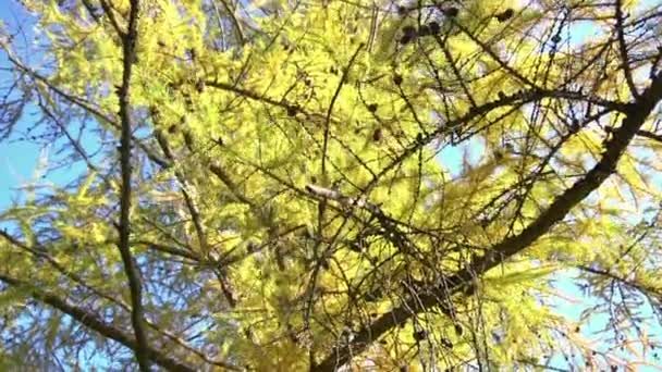 나뭇잎 14 — 비디오