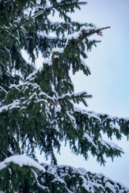 Doğal koşullarda yetişen olgun ve güzel bir çam ağacı. Kozalaklar dallara asılır, ağacın kendisi karla kaplanır. Ağaç, açık ve mavi bir gökyüzünün arka planında duruyor..