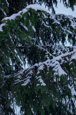 Doğal koşullarda yetişen olgun ve güzel bir çam ağacı. Kozalaklar dallara asılır, ağacın kendisi karla kaplanır. Ağaç, açık ve mavi bir gökyüzünün arka planında duruyor..