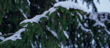 Kozalaklı ormana yakın çekim. Fotoğrafta ağaç gövdeleri ve karla kaplı dallar görülüyor. Fotoğraf gündüz güneşli havalarda çekildi.