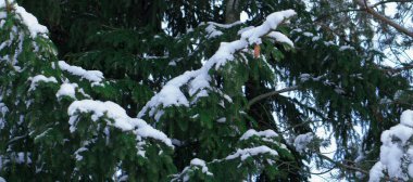 Kozalaklı ormana yakın çekim. Fotoğrafta ağaç gövdeleri ve karla kaplı dallar görülüyor. Fotoğraf gündüz güneşli havalarda çekildi.