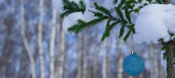  Ormanda yetişen genç bir Noel ağacının dalına asılı parlak mavi bir top. Noel ağacının bir dalı taze karla kaplıdır.. 