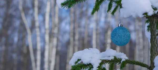  Ormanda yetişen genç bir Noel ağacının dalına asılı parlak mavi bir top. Noel ağacının bir dalı taze karla kaplıdır.. 