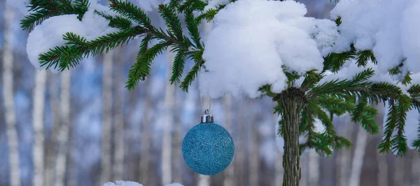  Ormanda yetişen genç bir Noel ağacının dalına asılı parlak mavi bir top. Noel ağacının bir dalı taze karla kaplıdır.. 