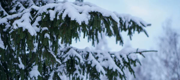 成熟美丽的云杉树在自然条件下生长 球果挂在树枝上 树上撒满了雪 那棵树耸立在蓝蓝的蓝天下 — 图库照片