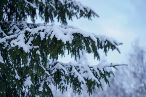 成熟美丽的云杉树在自然条件下生长 球果挂在树枝上 树上撒满了雪 那棵树耸立在蓝蓝的蓝天下 — 图库照片