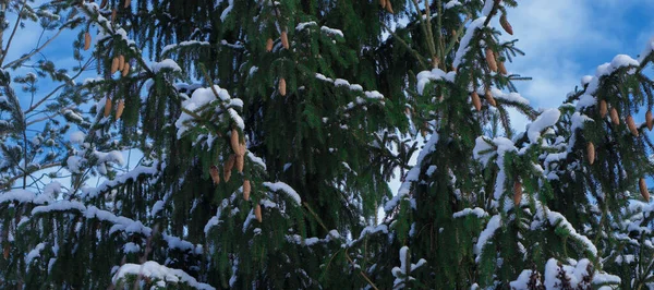 mature and beautiful spruce tree growing in natural conditions. cones hang on the branches, the tree itself is sprinkled with snow. the tree stands against the background of a clear and blue sky.