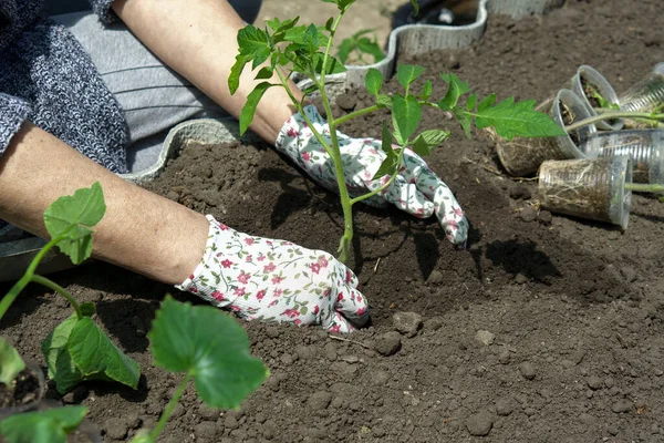 an adult woman is engaged in gardening work in gloves and work clothes. in the photo, a woman plants tomato seedlings in the ground