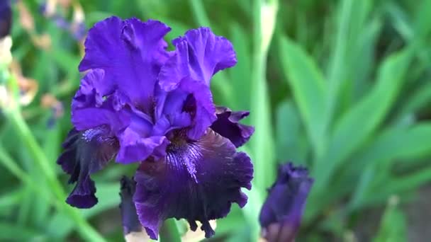 Iris fiori primo piano — Video Stock