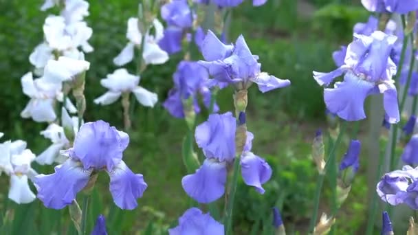 Iris bloemen close-up — Stockvideo