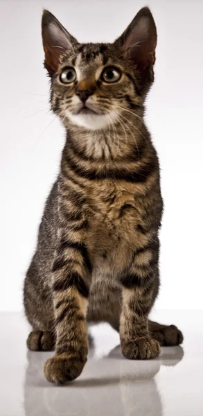 Kat, kitten — Stockfoto